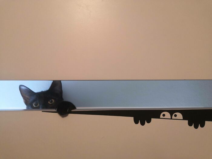 58 Hilarious Pictures Of Cats Being Existential, Sneaky, Or Straight-Up Unhinged