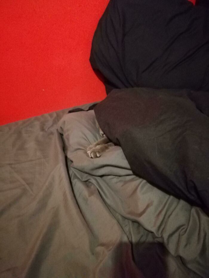 58 Hilarious Pictures Of Cats Being Existential, Sneaky, Or Straight-Up Unhinged