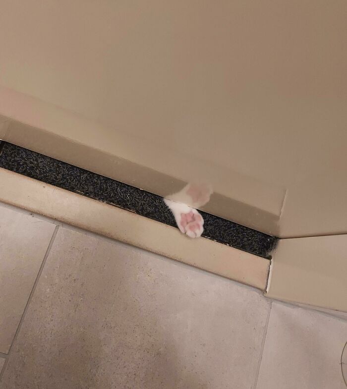 58 Hilarious Pictures Of Cats Being Existential, Sneaky, Or Straight-Up Unhinged