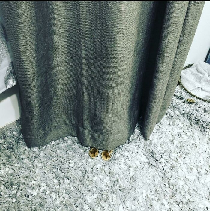 58 Hilarious Pictures Of Cats Being Existential, Sneaky, Or Straight-Up Unhinged