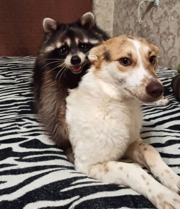 21 Unexpected Cross-Species Friendships That Are Pure Wholesome Chaos