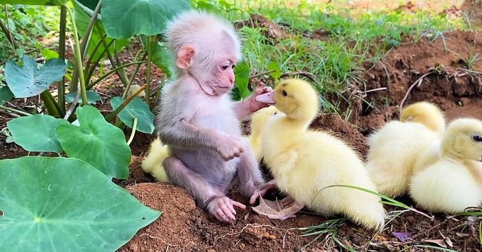 21 Unexpected Cross-Species Friendships That Are Pure Wholesome Chaos
