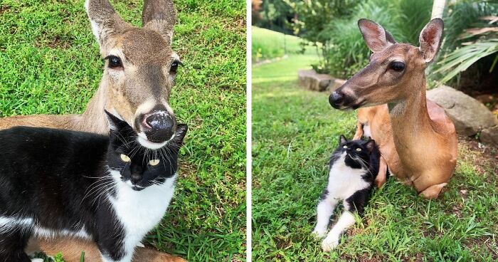 21 Unexpected Cross-Species Friendships That Are Pure Wholesome Chaos