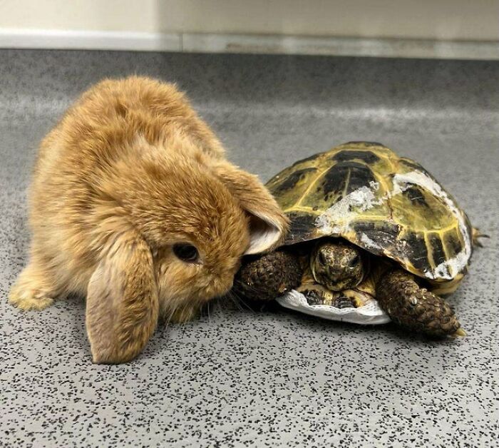 21 Unexpected Cross-Species Friendships That Are Pure Wholesome Chaos