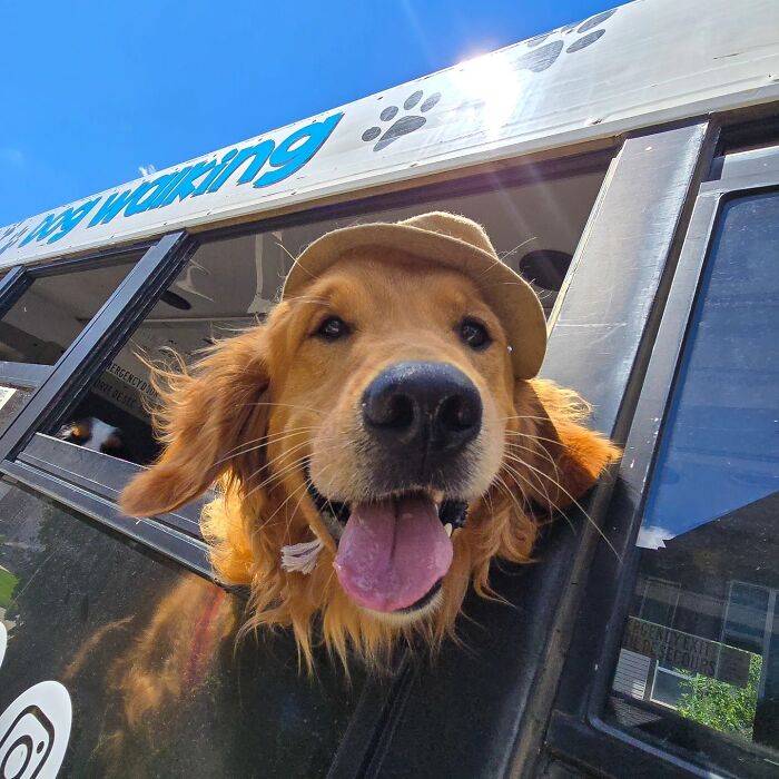 This Dog Daycare Picks Up Pups On A Real School Bus, And Here Are 50 Of The Best Pics From Their Adventures