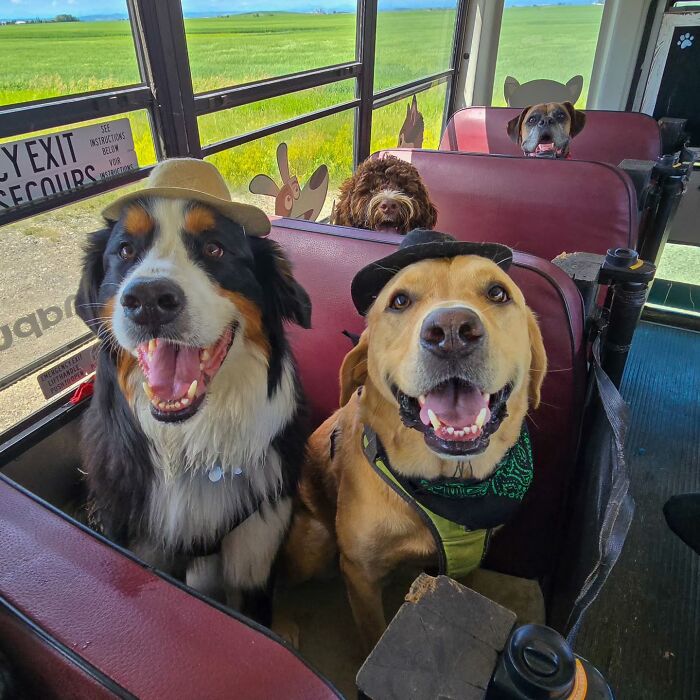 This Dog Daycare Picks Up Pups On A Real School Bus, And Here Are 50 Of The Best Pics From Their Adventures