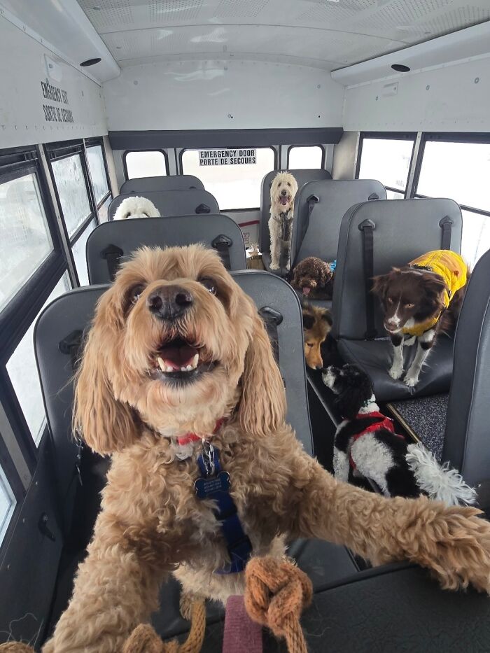 This Dog Daycare Picks Up Pups On A Real School Bus, And Here Are 50 Of The Best Pics From Their Adventures