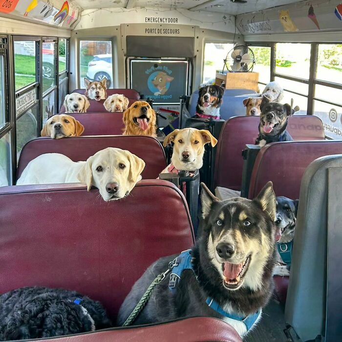 This Dog Daycare Picks Up Pups On A Real School Bus, And Here Are 50 Of The Best Pics From Their Adventures