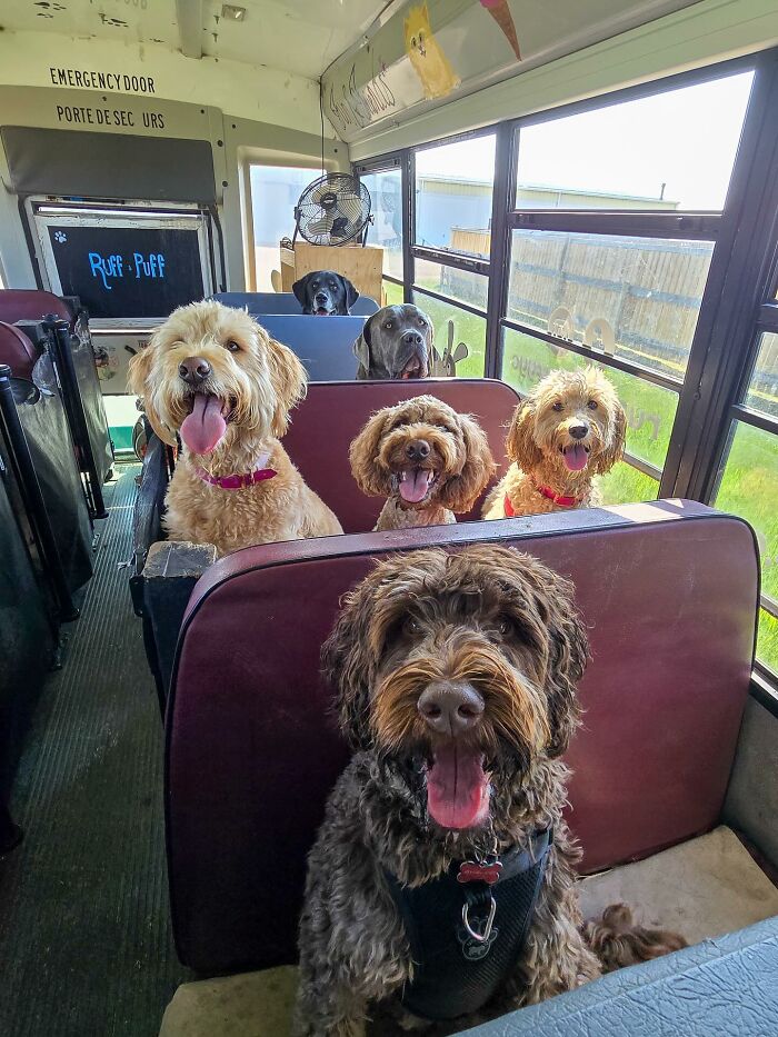 This Dog Daycare Picks Up Pups On A Real School Bus, And Here Are 50 Of The Best Pics From Their Adventures