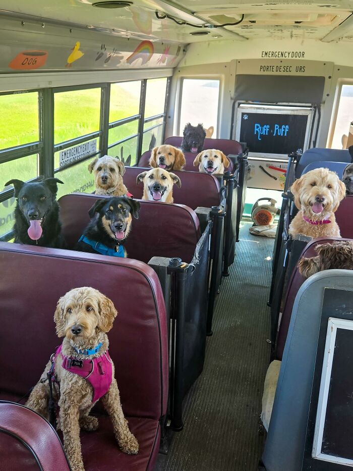 This Dog Daycare Picks Up Pups On A Real School Bus, And Here Are 50 Of The Best Pics From Their Adventures