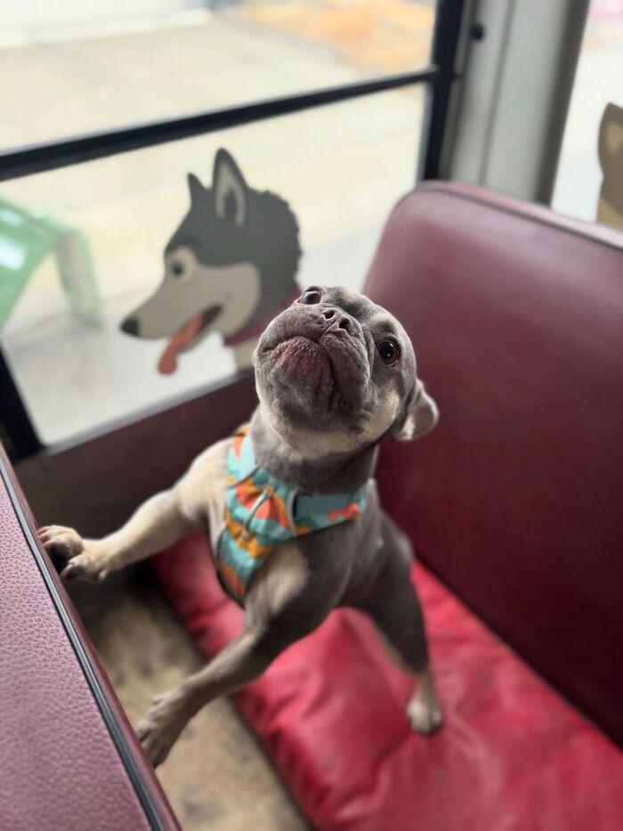 This Dog Daycare Picks Up Pups On A Real School Bus, And Here Are 50 Of The Best Pics From Their Adventures