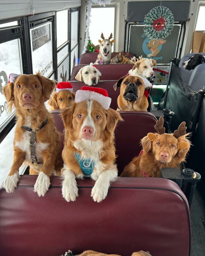 This Dog Daycare Picks Up Pups On A Real School Bus, And Here Are 50 Of The Best Pics From Their Adventures