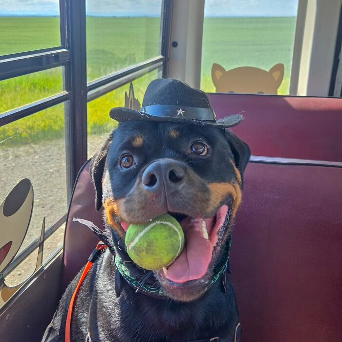 This Dog Daycare Picks Up Pups On A Real School Bus, And Here Are 50 Of The Best Pics From Their Adventures