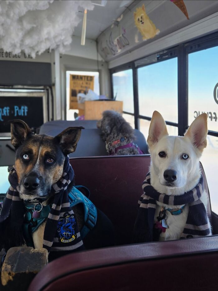 This Dog Daycare Picks Up Pups On A Real School Bus, And Here Are 50 Of The Best Pics From Their Adventures