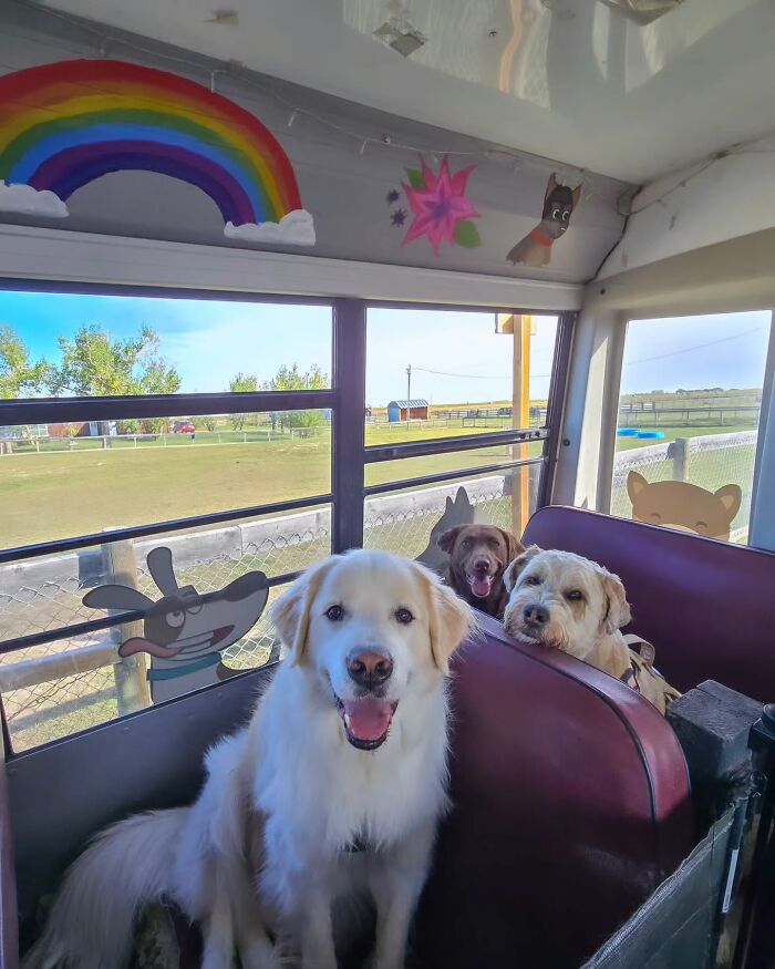 This Dog Daycare Picks Up Pups On A Real School Bus, And Here Are 50 Of The Best Pics From Their Adventures