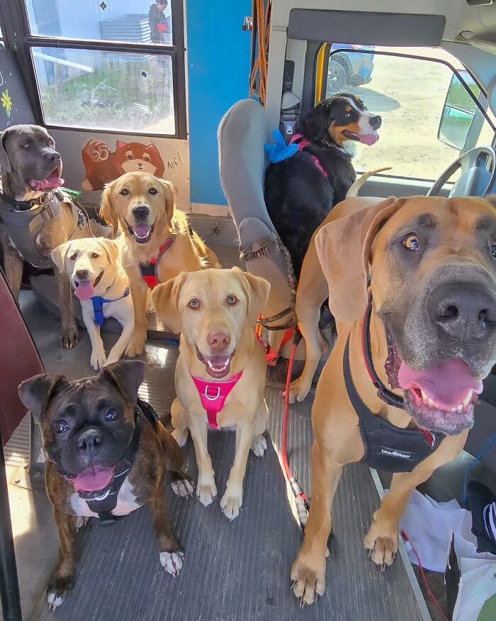 This Dog Daycare Picks Up Pups On A Real School Bus, And Here Are 50 Of The Best Pics From Their Adventures