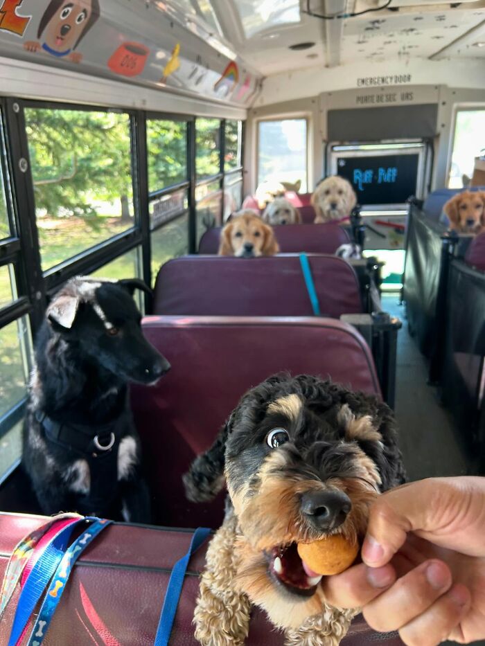 This Dog Daycare Picks Up Pups On A Real School Bus, And Here Are 50 Of The Best Pics From Their Adventures