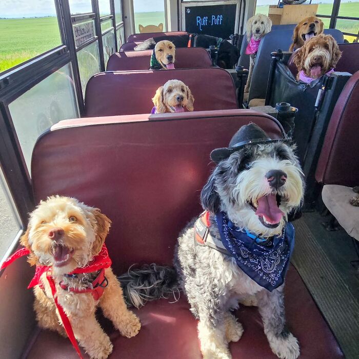 This Dog Daycare Picks Up Pups On A Real School Bus, And Here Are 50 Of The Best Pics From Their Adventures