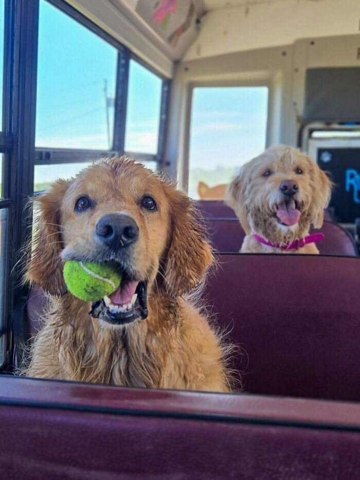 This Dog Daycare Picks Up Pups On A Real School Bus, And Here Are 50 Of The Best Pics From Their Adventures