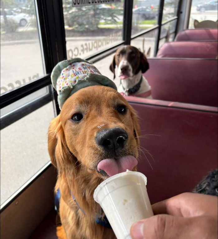 This Dog Daycare Picks Up Pups On A Real School Bus, And Here Are 50 Of The Best Pics From Their Adventures