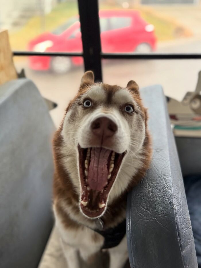This Dog Daycare Picks Up Pups On A Real School Bus, And Here Are 50 Of The Best Pics From Their Adventures