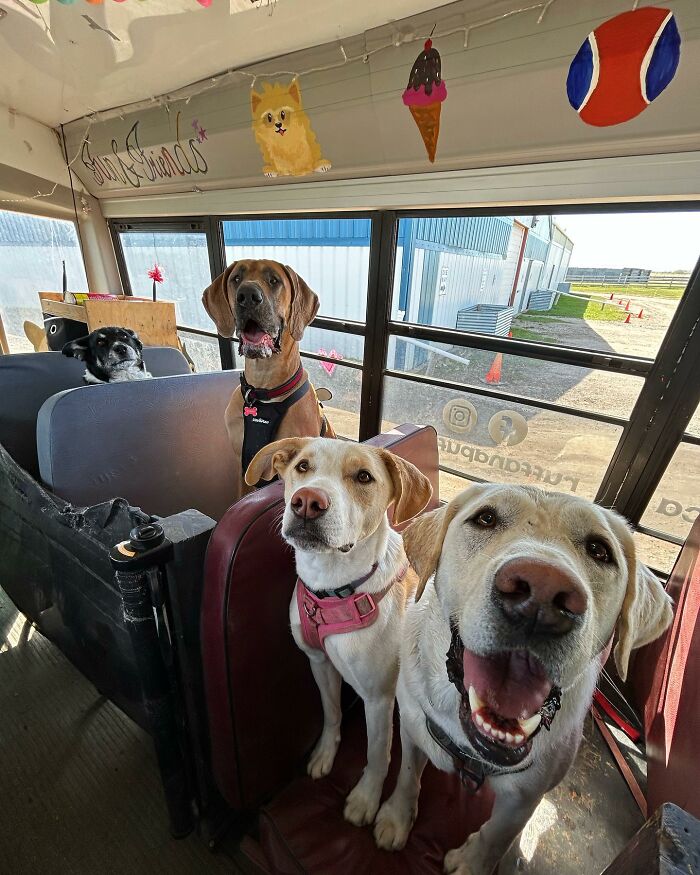 This Dog Daycare Picks Up Pups On A Real School Bus, And Here Are 50 Of The Best Pics From Their Adventures