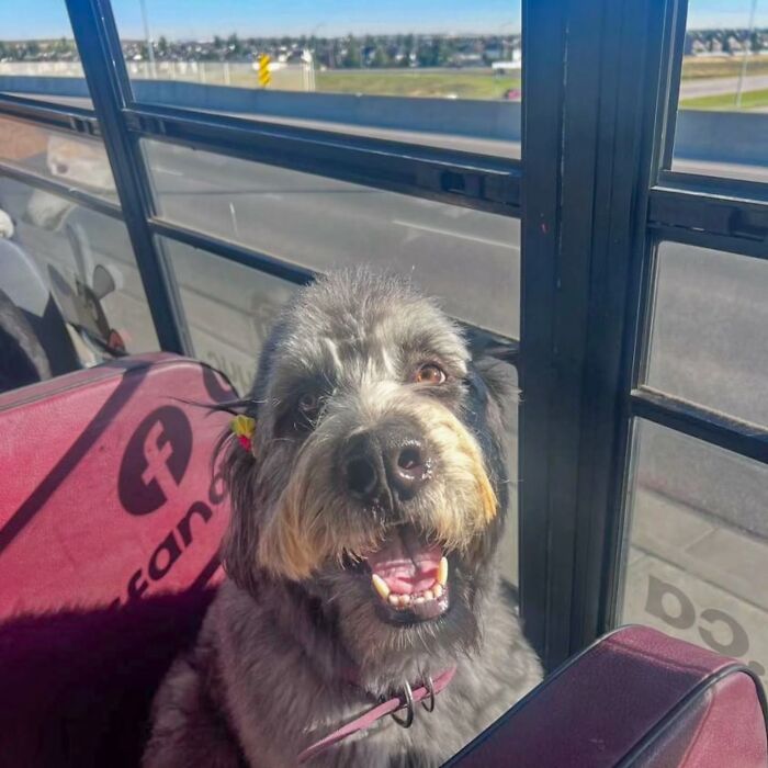 This Dog Daycare Picks Up Pups On A Real School Bus, And Here Are 50 Of The Best Pics From Their Adventures