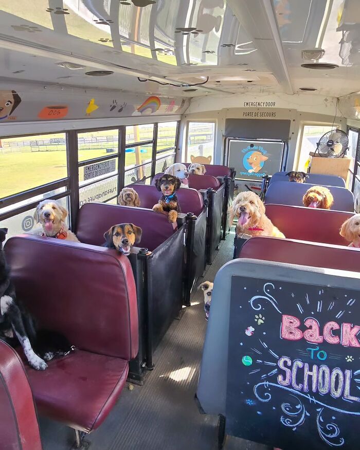 This Dog Daycare Picks Up Pups On A Real School Bus, And Here Are 50 Of The Best Pics From Their Adventures