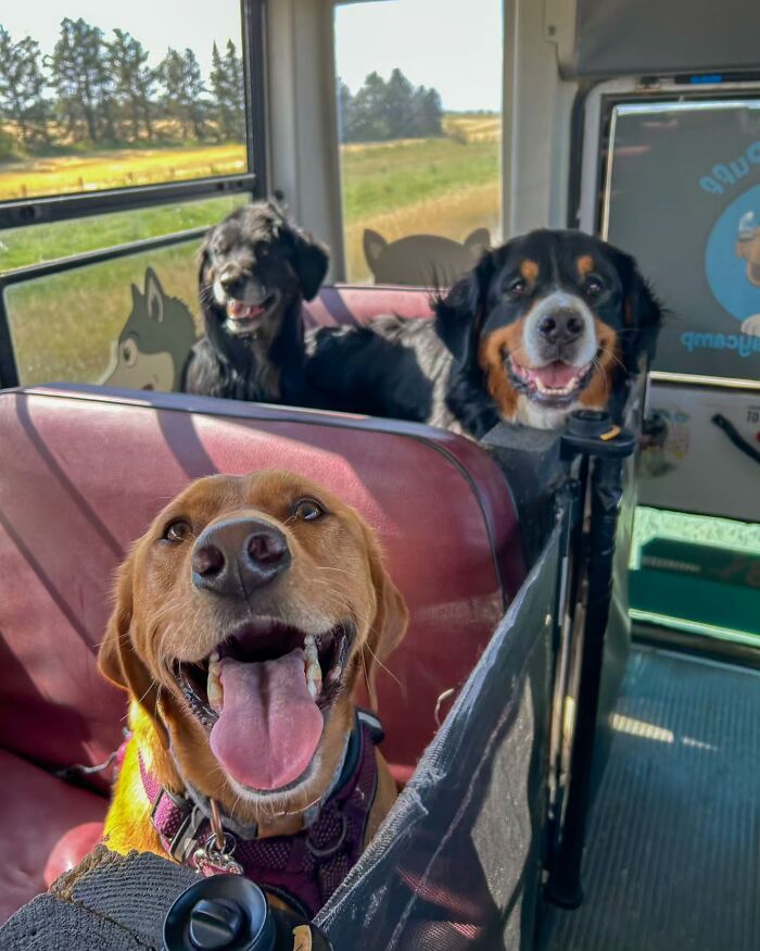 This Dog Daycare Picks Up Pups On A Real School Bus, And Here Are 50 Of The Best Pics From Their Adventures