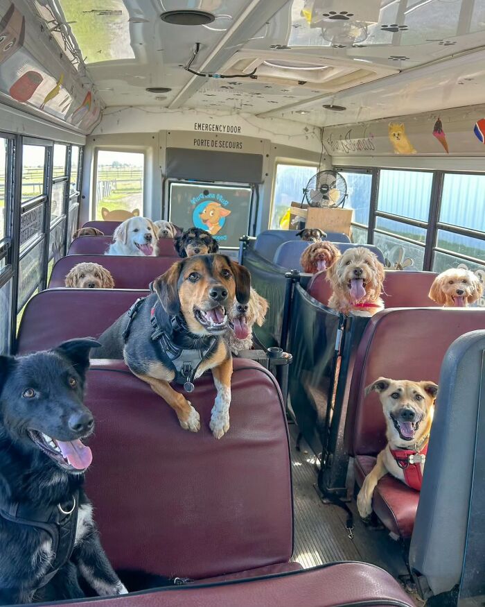This Dog Daycare Picks Up Pups On A Real School Bus, And Here Are 50 Of The Best Pics From Their Adventures