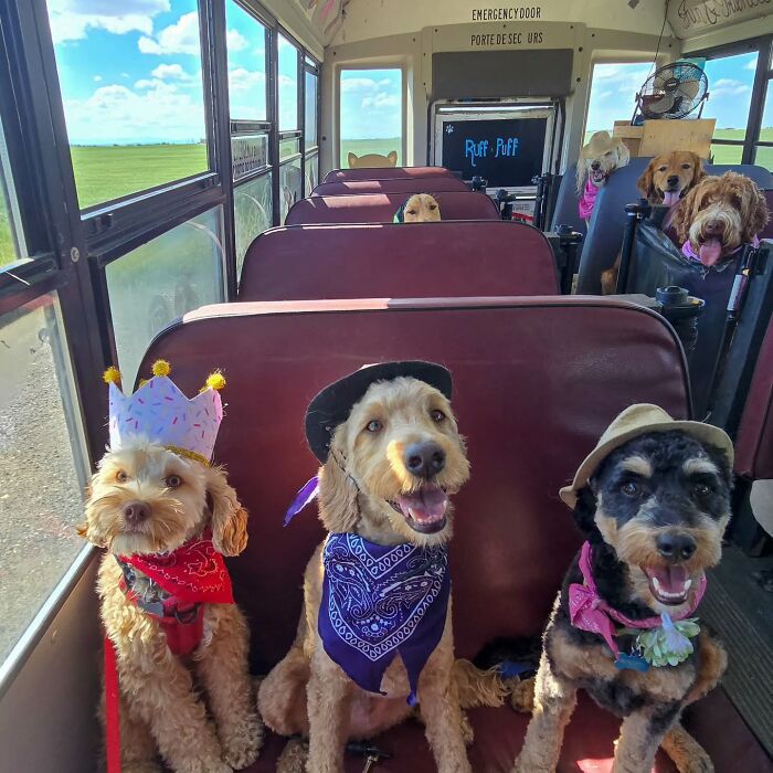 This Dog Daycare Picks Up Pups On A Real School Bus, And Here Are 50 Of The Best Pics From Their Adventures
