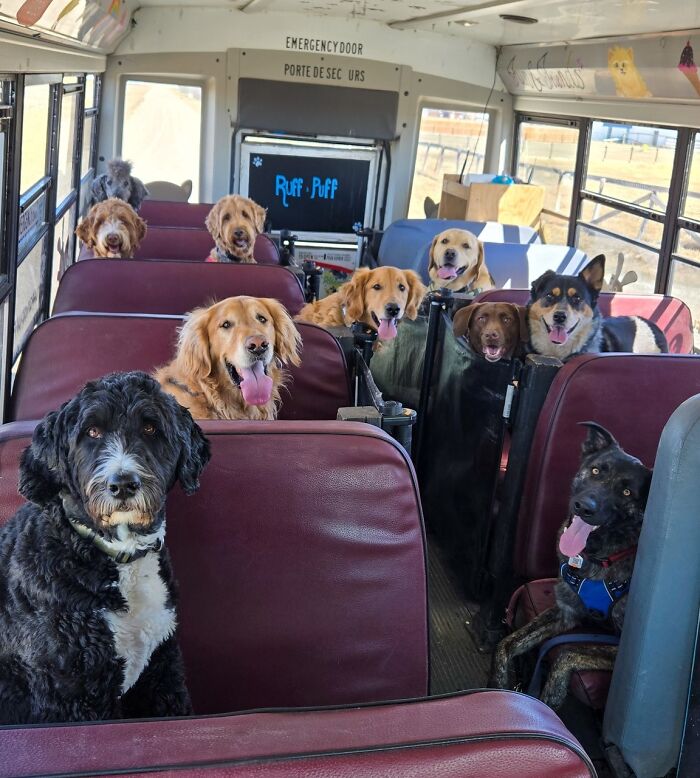 This Dog Daycare Picks Up Pups On A Real School Bus, And Here Are 50 Of The Best Pics From Their Adventures