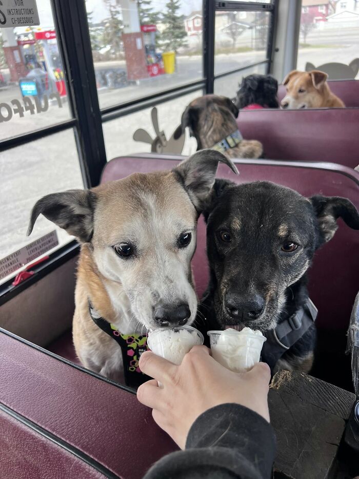 This Dog Daycare Picks Up Pups On A Real School Bus, And Here Are 50 Of The Best Pics From Their Adventures
