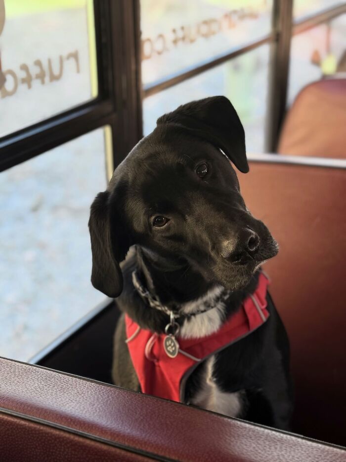 This Dog Daycare Picks Up Pups On A Real School Bus, And Here Are 50 Of The Best Pics From Their Adventures