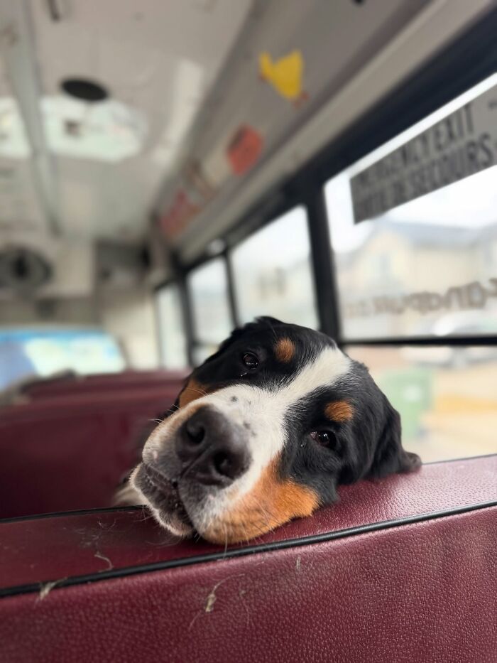 This Dog Daycare Picks Up Pups On A Real School Bus, And Here Are 50 Of The Best Pics From Their Adventures
