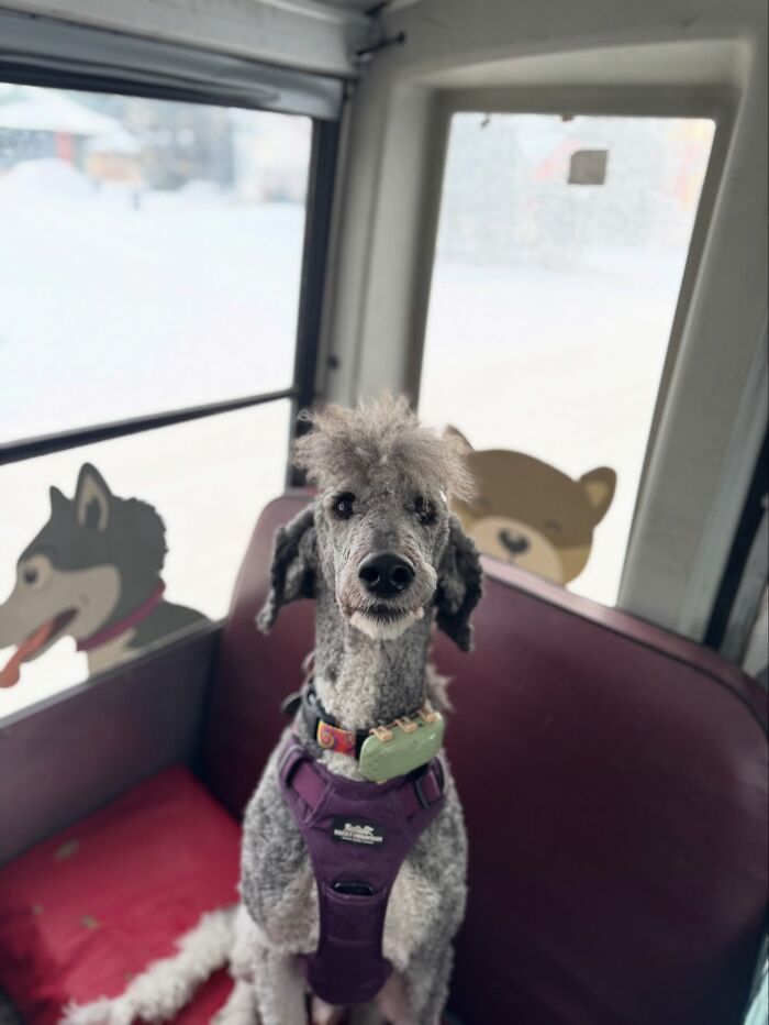 This Dog Daycare Picks Up Pups On A Real School Bus, And Here Are 50 Of The Best Pics From Their Adventures