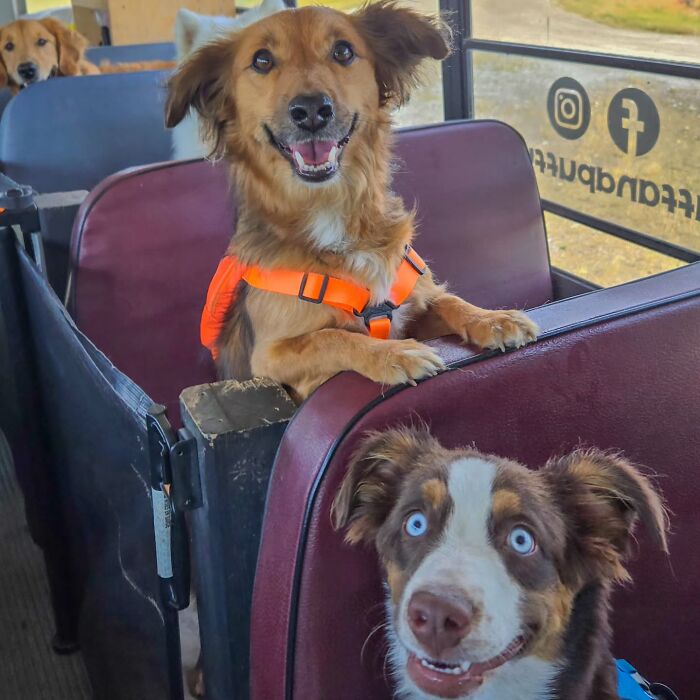 This Dog Daycare Picks Up Pups On A Real School Bus, And Here Are 50 Of The Best Pics From Their Adventures
