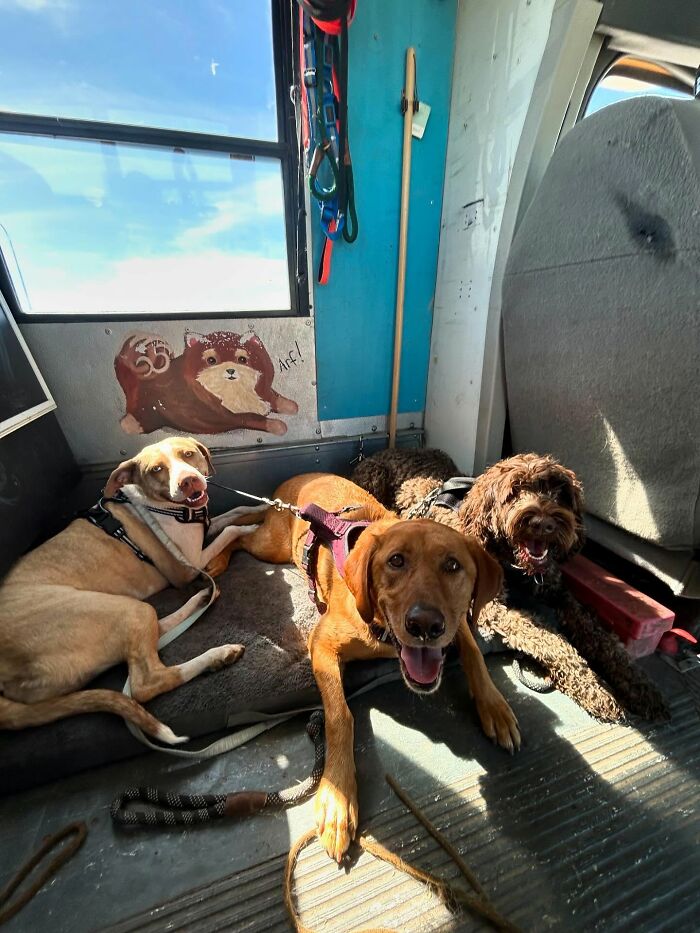 This Dog Daycare Picks Up Pups On A Real School Bus, And Here Are 50 Of The Best Pics From Their Adventures