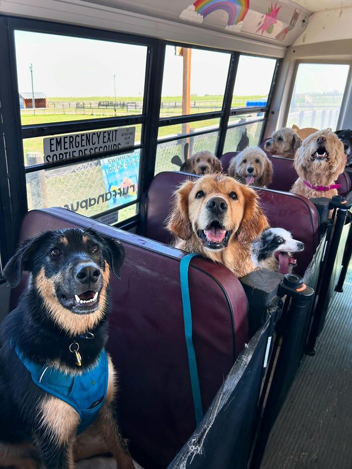 This Dog Daycare Picks Up Pups On A Real School Bus, And Here Are 50 Of The Best Pics From Their Adventures