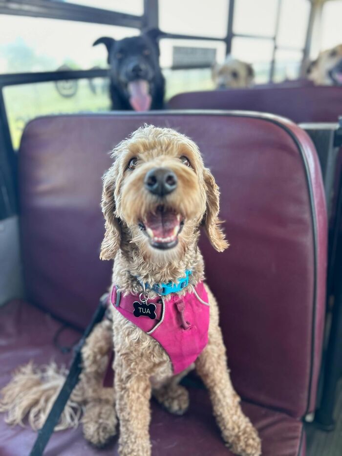This Dog Daycare Picks Up Pups On A Real School Bus, And Here Are 50 Of The Best Pics From Their Adventures