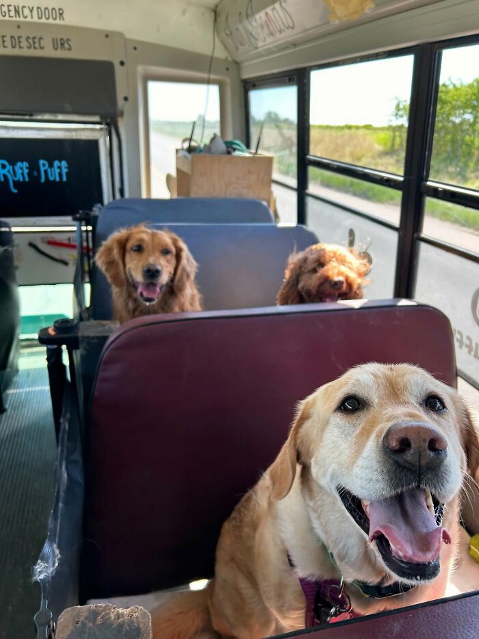 This Dog Daycare Picks Up Pups On A Real School Bus, And Here Are 50 Of The Best Pics From Their Adventures