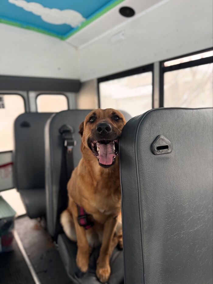 This Dog Daycare Picks Up Pups On A Real School Bus, And Here Are 50 Of The Best Pics From Their Adventures