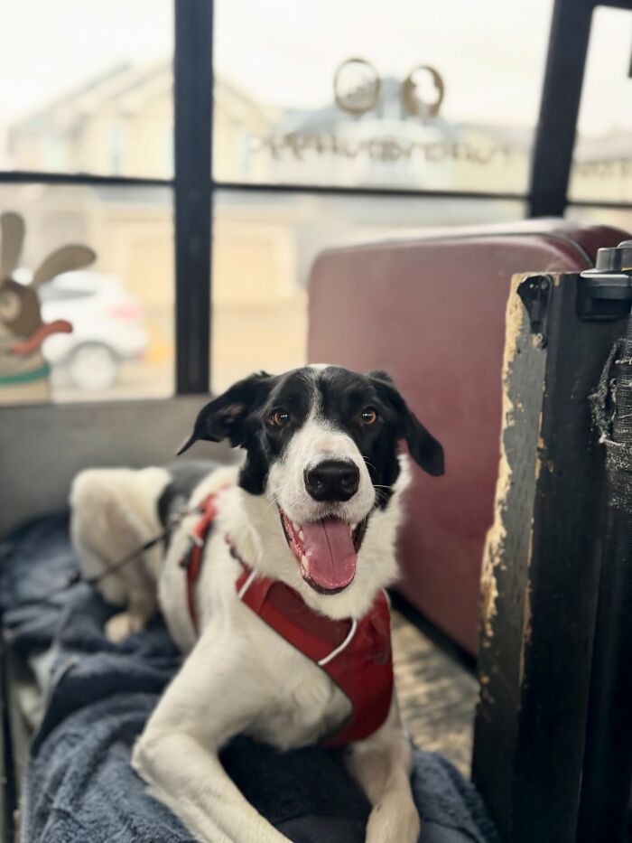This Dog Daycare Picks Up Pups On A Real School Bus, And Here Are 50 Of The Best Pics From Their Adventures