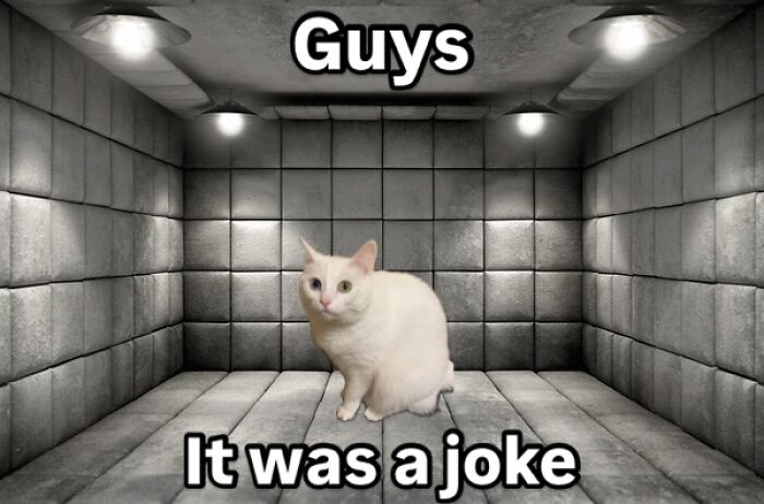 This White Cat’s Meme Game Is Strong, And Here Are 45 Hilarious Pieces Of Proof This White Cat’s Meme Game Is Strong, And Here Are 45 Hilarious Pieces Of Proof