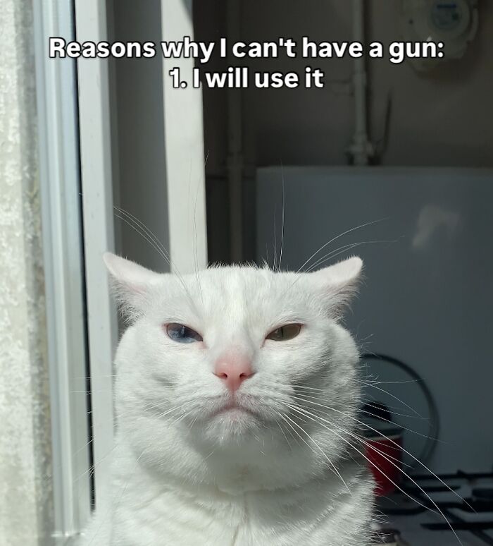 This White Cat’s Meme Game Is Strong, And Here Are 45 Hilarious Pieces Of Proof This White Cat’s Meme Game Is Strong, And Here Are 45 Hilarious Pieces Of Proof