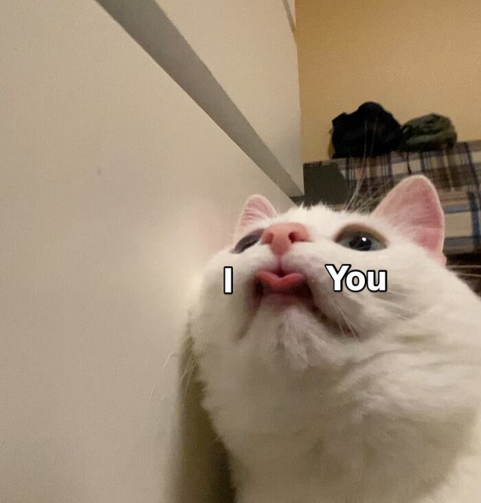 This White Cat’s Meme Game Is Strong, And Here Are 45 Hilarious Pieces Of Proof This White Cat’s Meme Game Is Strong, And Here Are 45 Hilarious Pieces Of Proof