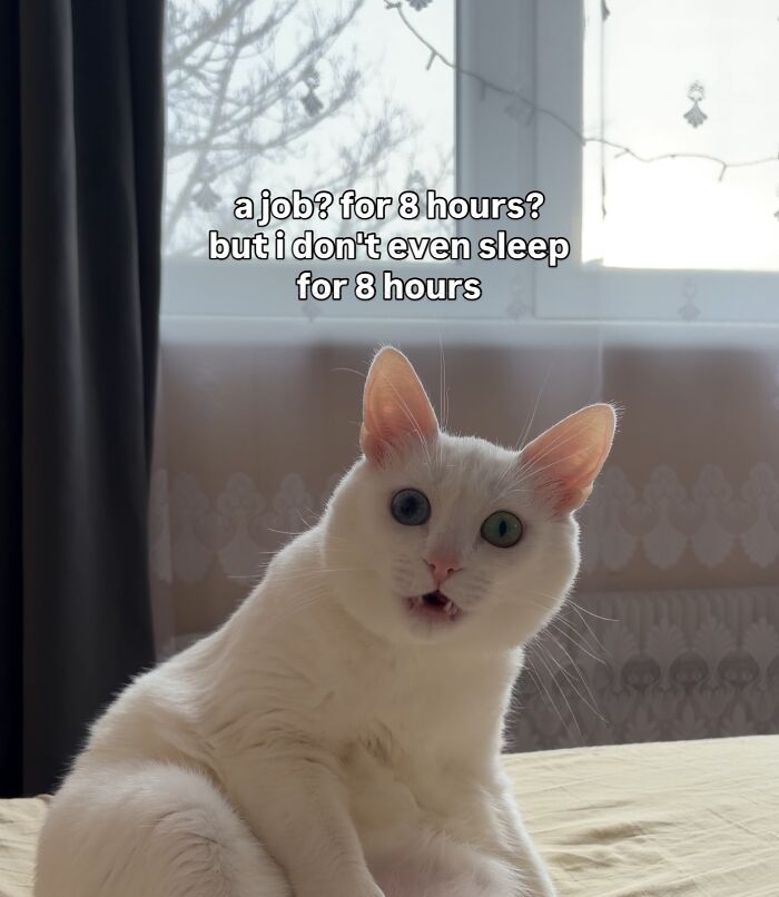 This White Cat’s Meme Game Is Strong, And Here Are 45 Hilarious Pieces Of Proof This White Cat’s Meme Game Is Strong, And Here Are 45 Hilarious Pieces Of Proof