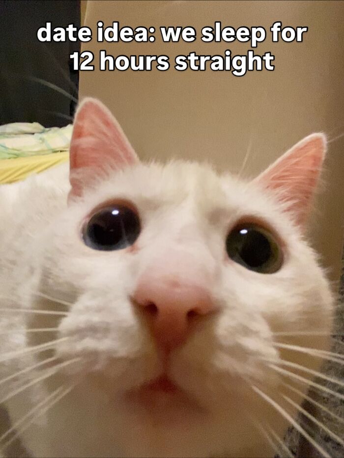This White Cat’s Meme Game Is Strong, And Here Are 45 Hilarious Pieces Of Proof This White Cat’s Meme Game Is Strong, And Here Are 45 Hilarious Pieces Of Proof
