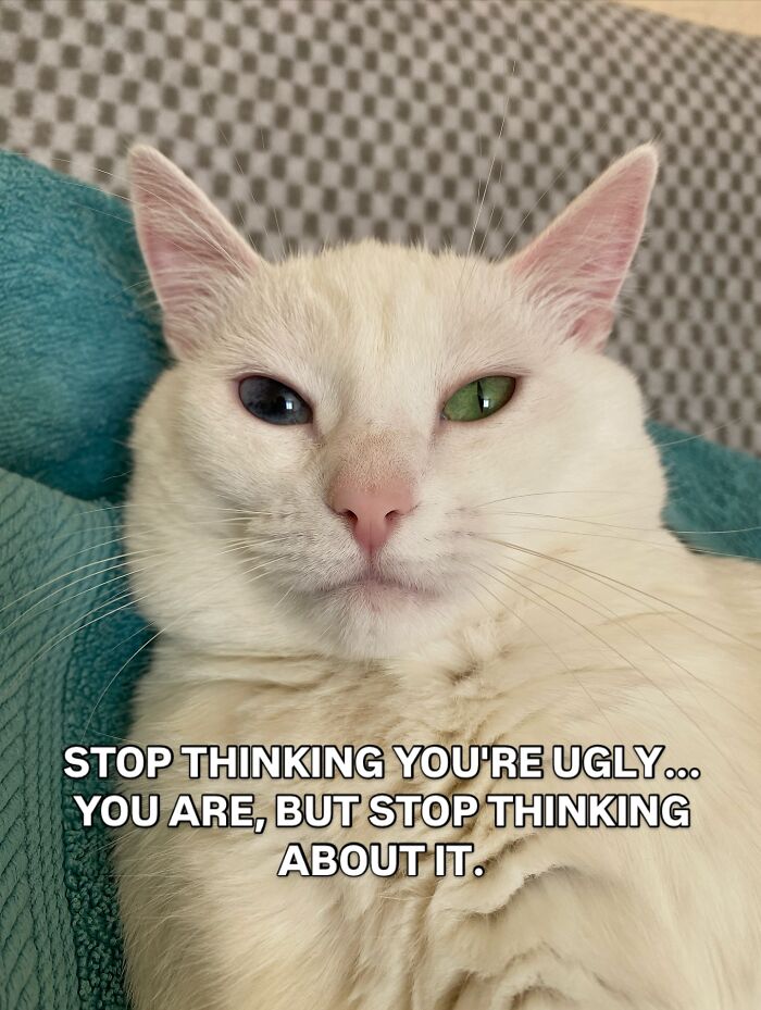 This White Cat’s Meme Game Is Strong, And Here Are 45 Hilarious Pieces Of Proof This White Cat’s Meme Game Is Strong, And Here Are 45 Hilarious Pieces Of Proof