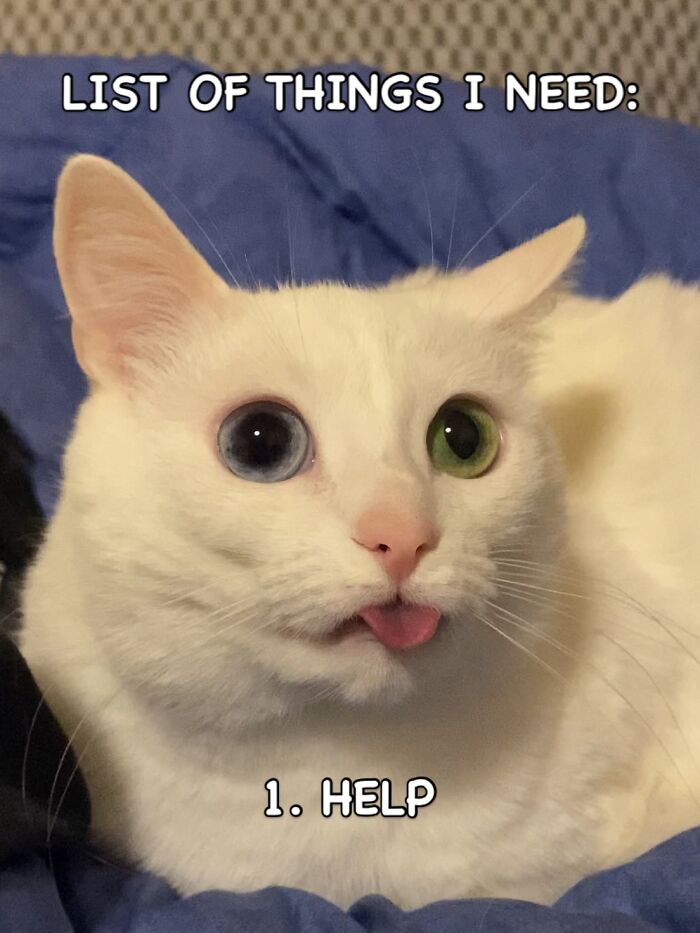 This White Cat’s Meme Game Is Strong, And Here Are 45 Hilarious Pieces Of Proof This White Cat’s Meme Game Is Strong, And Here Are 45 Hilarious Pieces Of Proof